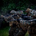 Marines with Guard Company conduct security forces training and sharpen infantry skills at Marine Corps Base Quantico, Va.