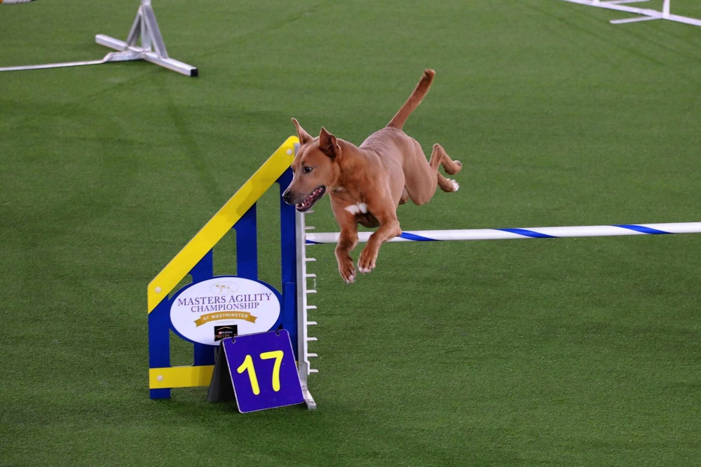 3rd Infantry Division Band musician and her dog win Top All-American Dog Award at Westminster