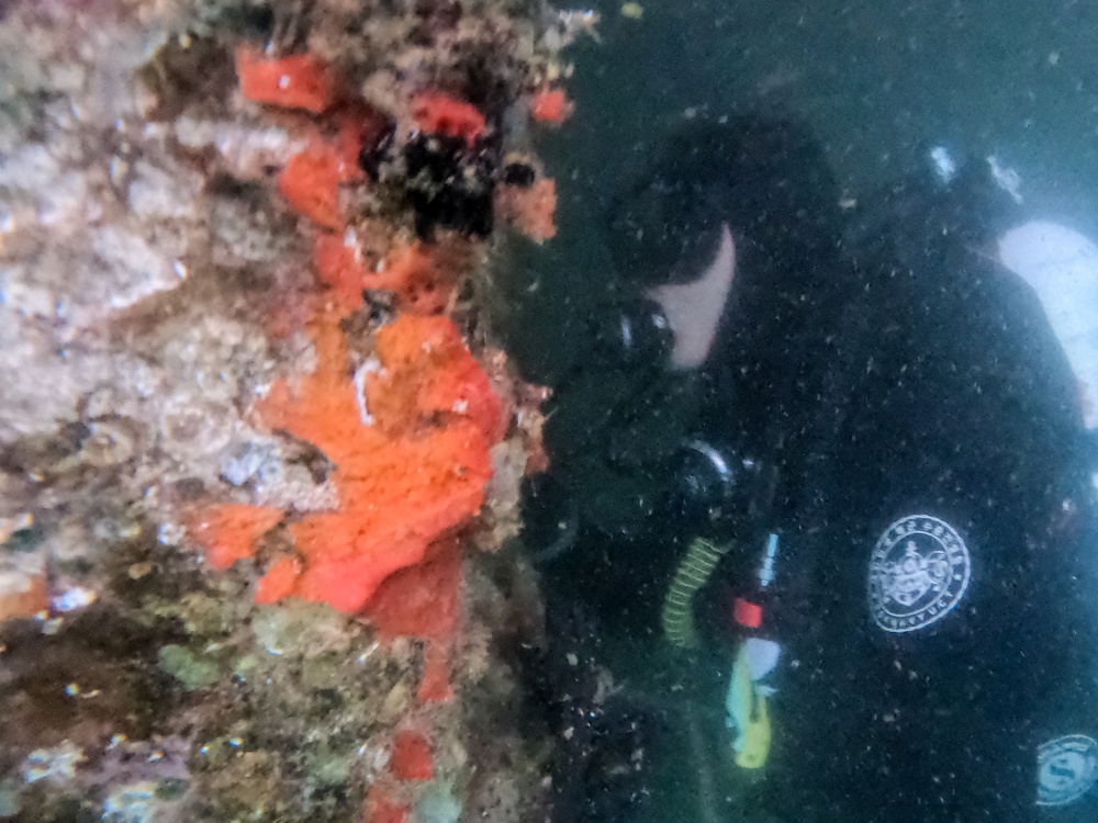 7th Engineer Dive Detachment Training