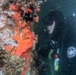 7th Engineer Dive Detachment Training