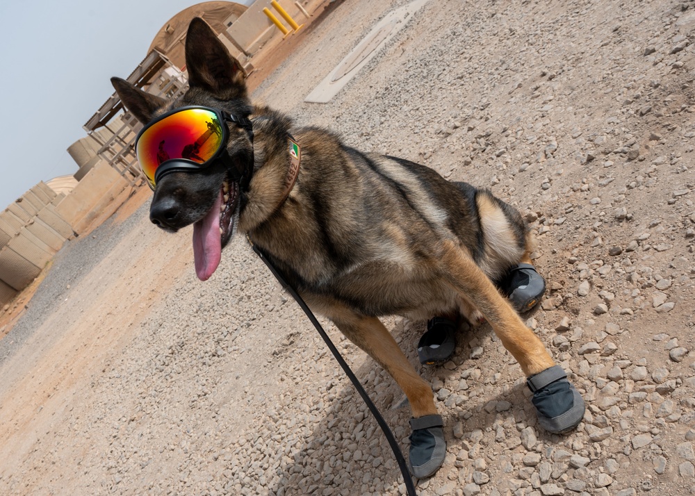 Military Working Dogs of Chebelley Military Working Dogs of Chebelley