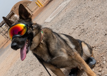 Military Working Dogs of Chebelley