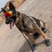 Military Working Dogs of Chebelley