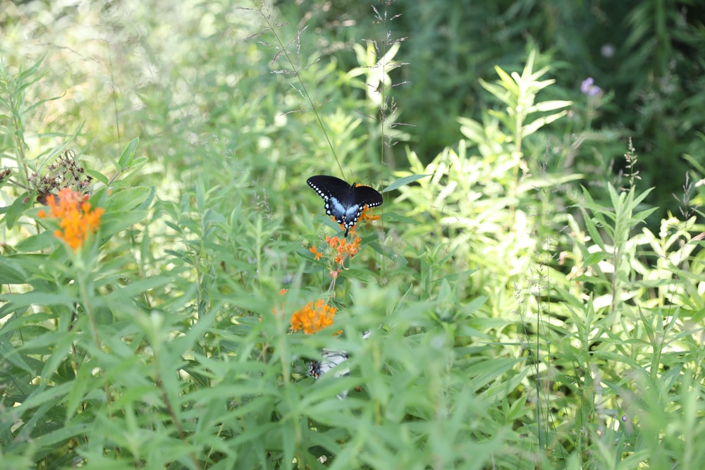 Nature at Fort Indiantown Gap