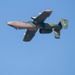 San Marcos Airshow 2022