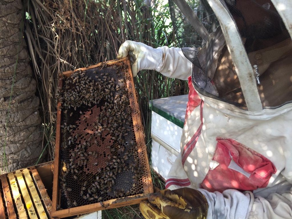 Nahal Deratna, an Iraqi honey producer