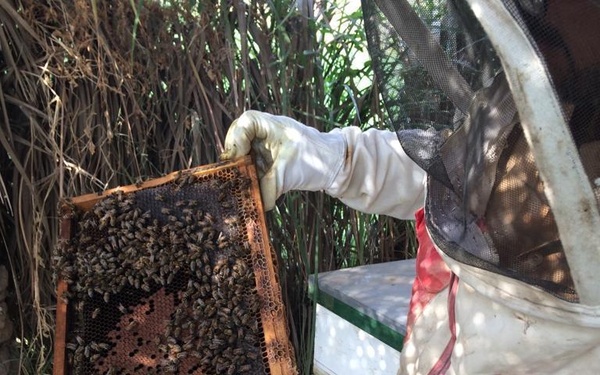 Nahal Deratna, an Iraqi honey producer