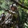 A group of military personnel in full combat gear are conducting a field training exercise in a wooded area. The lead soldier, wearing a camouflage helmet with foliage and a mounted device, is actively pointing and issuing directions to the team behind him. The scene depicts a tactical movement or patrol exercise in a dense forest environment.