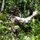 A soldier in full combat gear is moving through dense woodland vegetation, appearing to give a hand signal or gesture while navigating the forest terrain. The individual is wearing MultiCam/OCP camouflage pattern uniform with a tactical helmet equipped with accessories, body armor, and a radio. The setting suggests a military training exercise or field operation in a temperate forested environment.