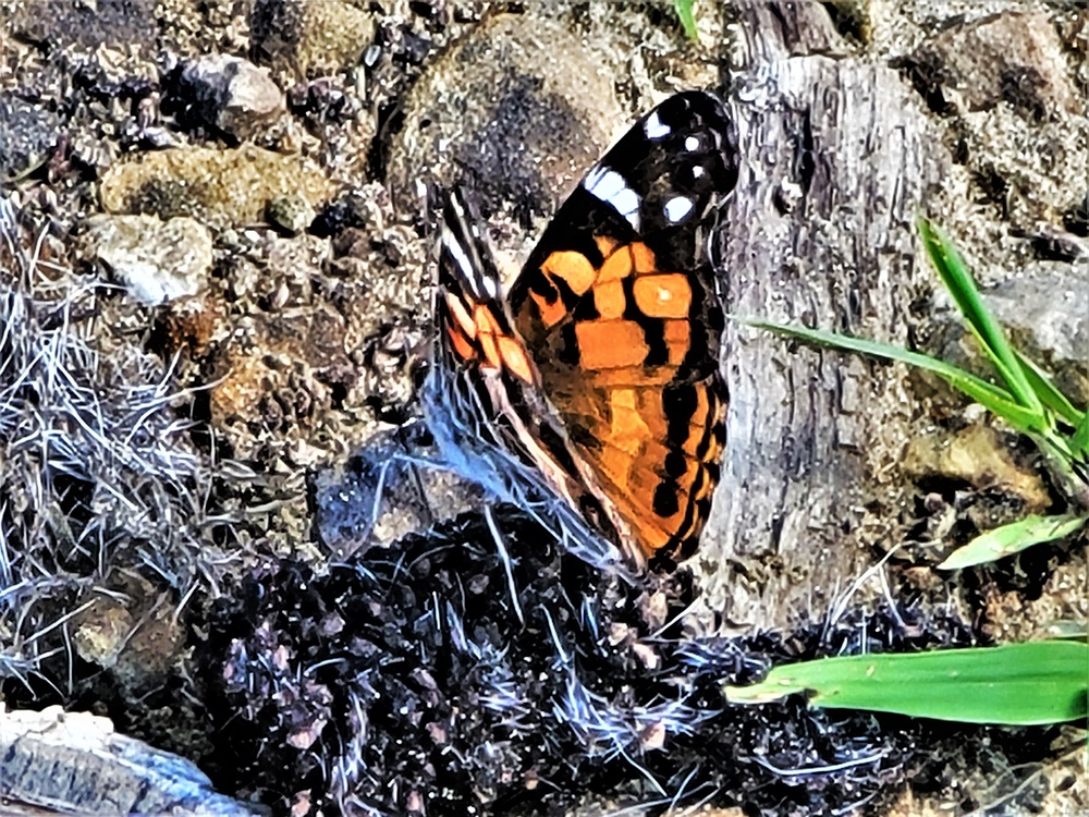 Fort McCoy supports special butterfly field day for natural resources group