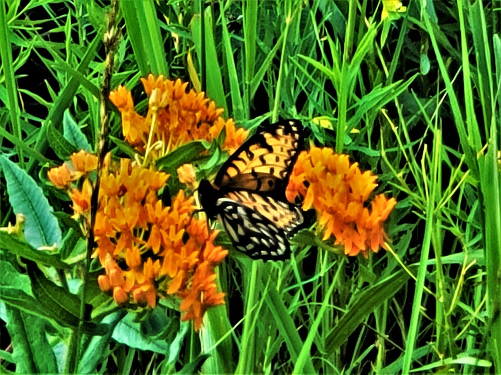 Fort McCoy supports special butterfly field day for natural resources group