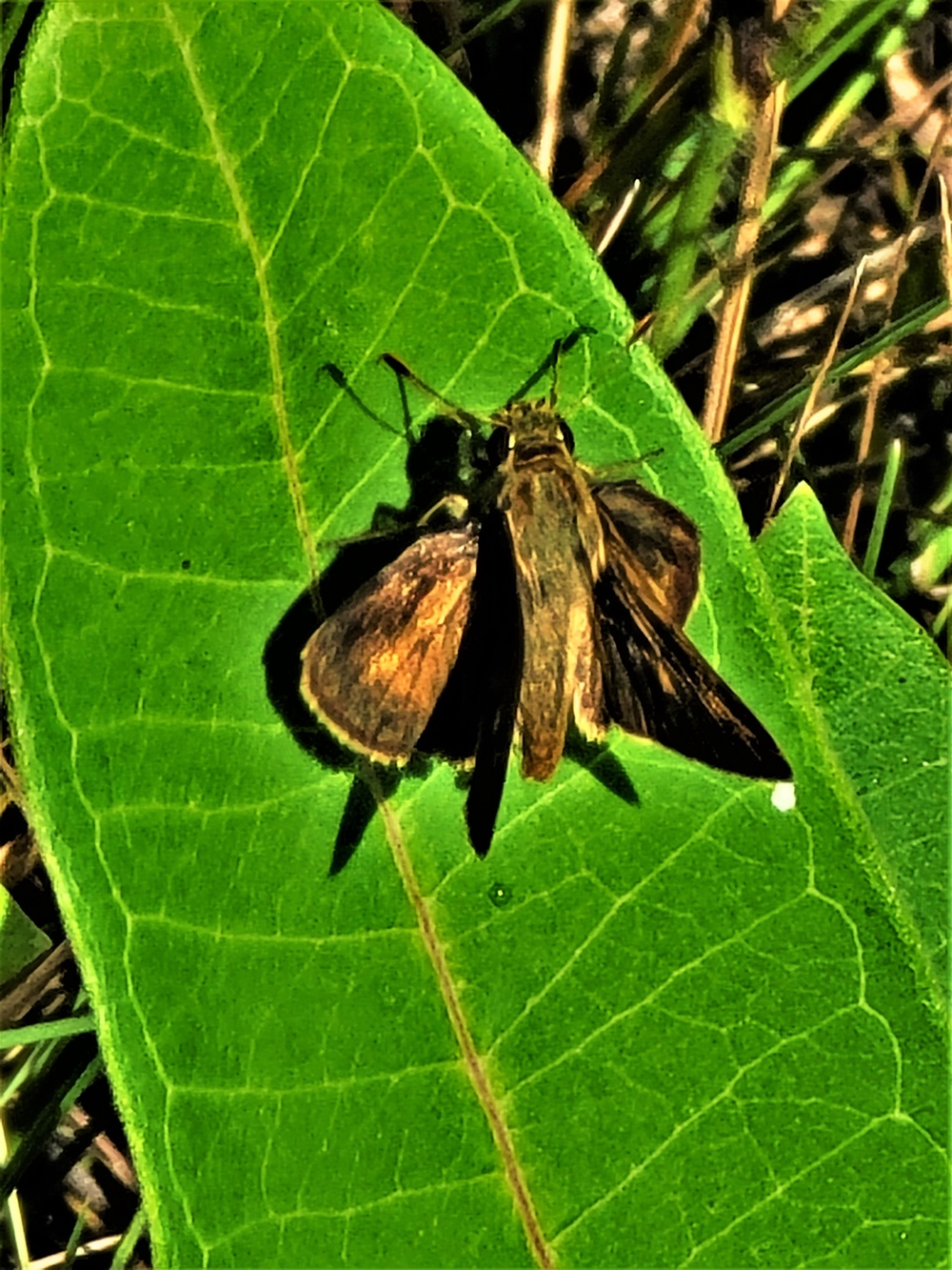 Fort McCoy supports special butterfly field day for natural resources group