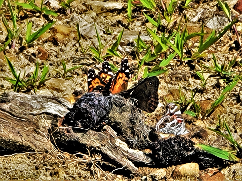 Fort McCoy supports special butterfly field day for natural resources group