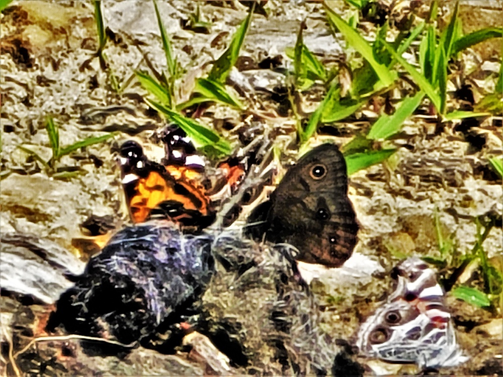 Fort McCoy supports special butterfly field day for natural resources group