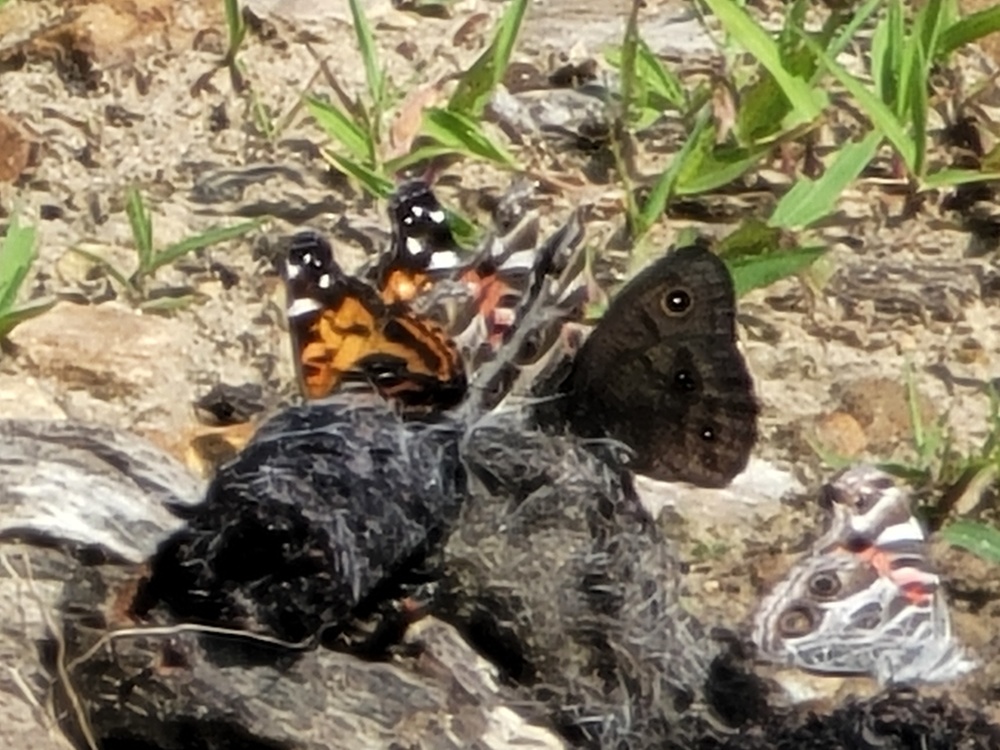 Fort McCoy supports special butterfly field day for natural resources group