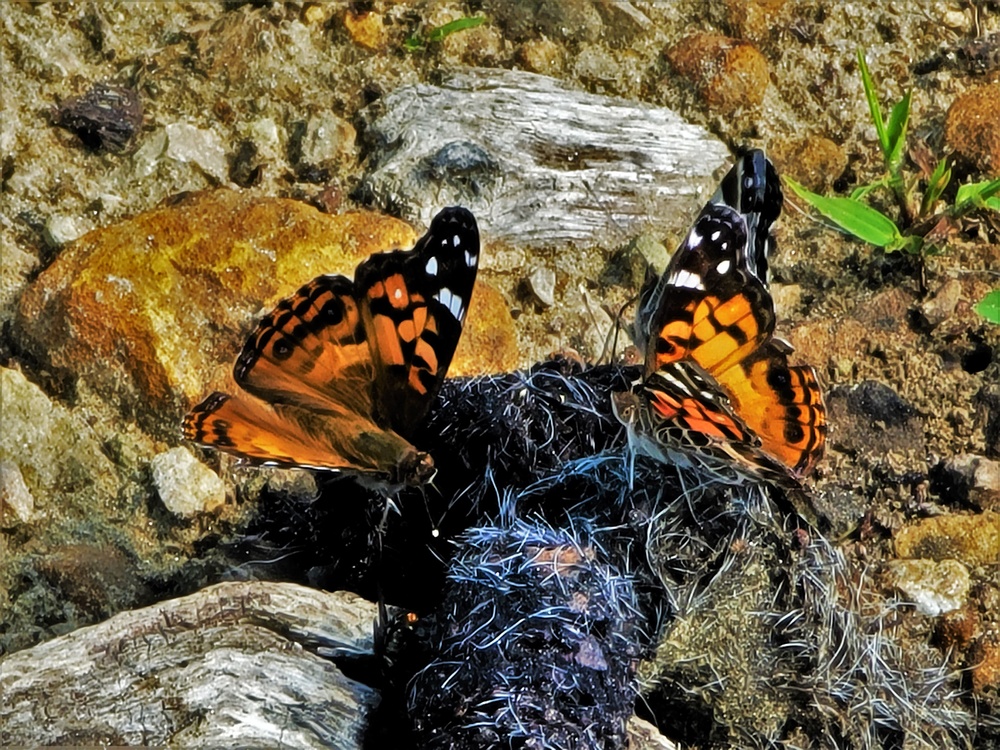 Fort McCoy supports special butterfly field day for natural resources group