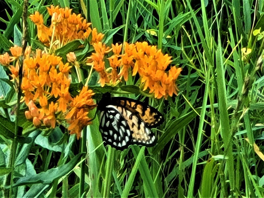 Fort McCoy supports special butterfly field day for natural resources group