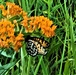 Fort McCoy supports special butterfly field day for natural resources group