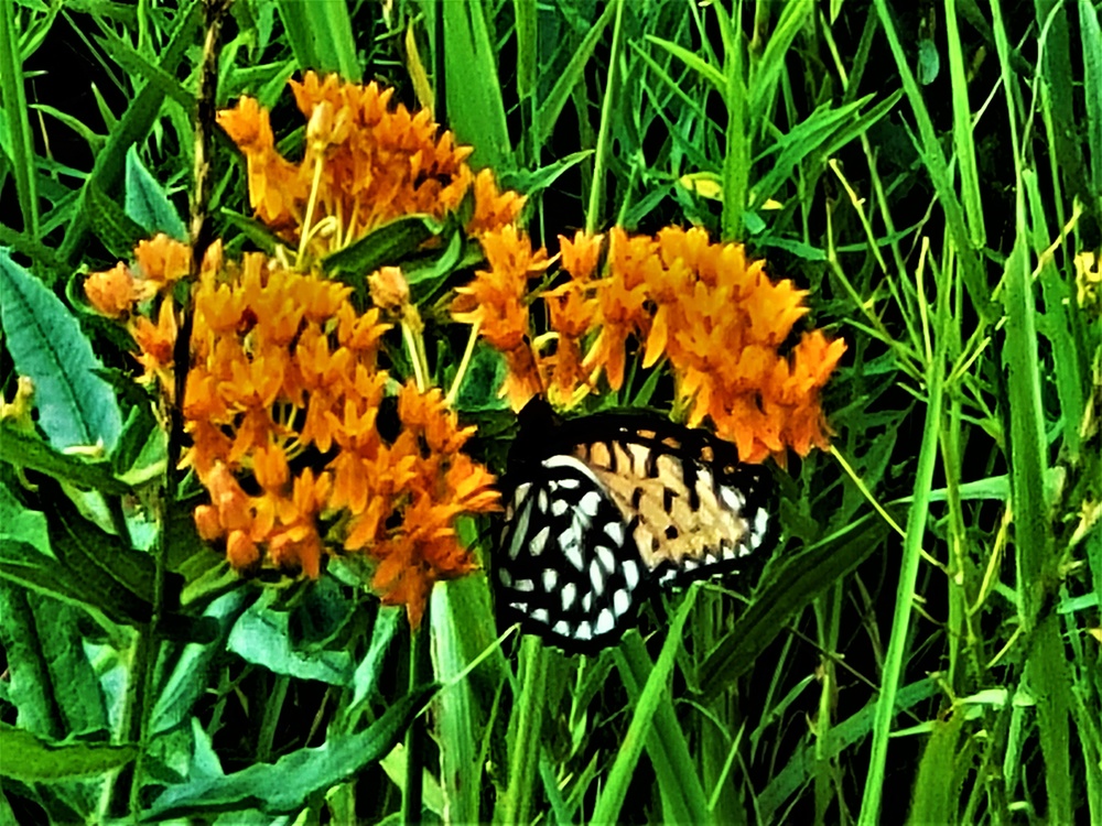 Fort McCoy supports special butterfly field day for natural resources group