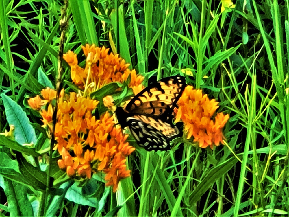 Fort McCoy supports special butterfly field day for natural resources group