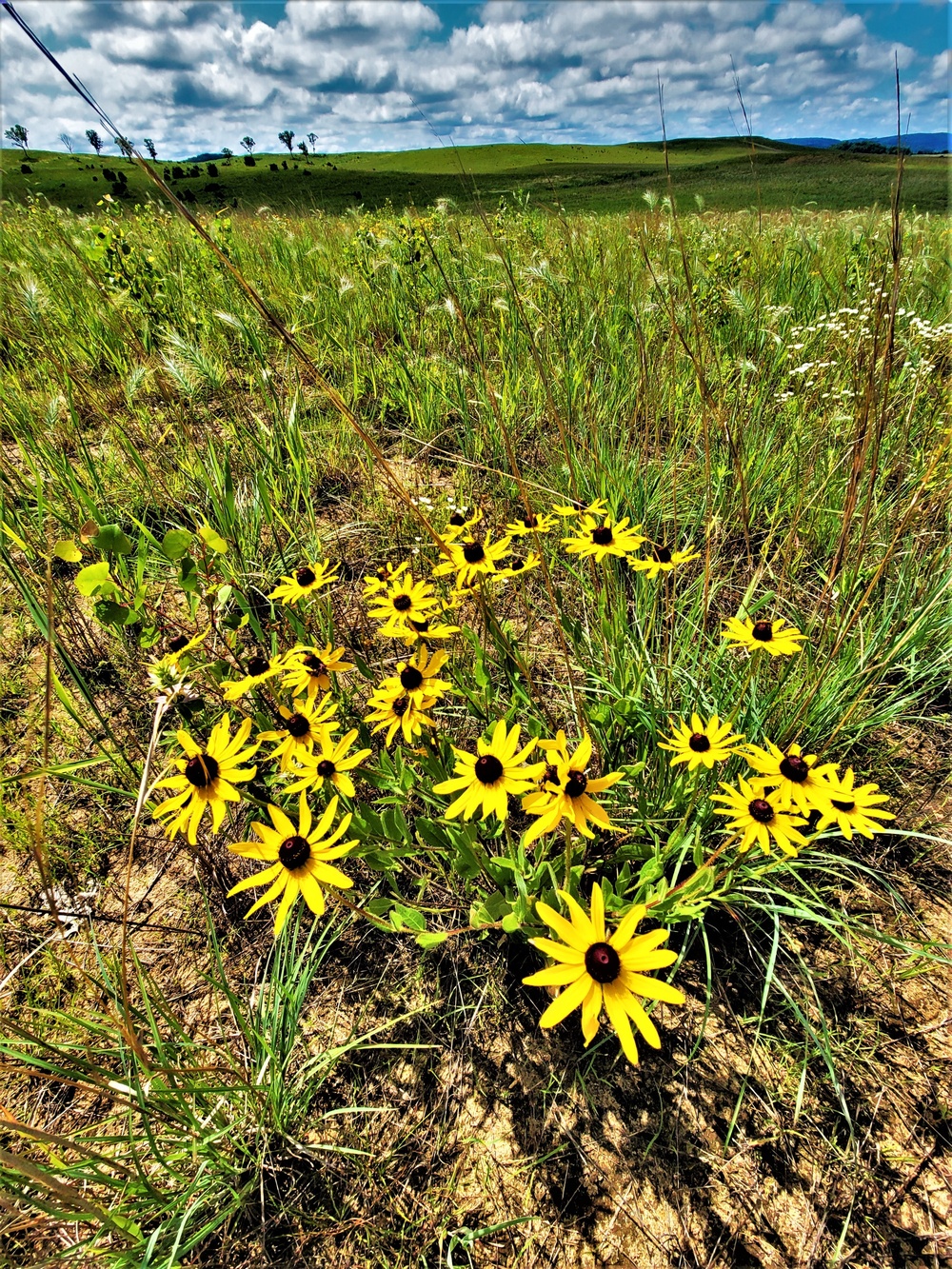 Fort McCoy supports special butterfly field day for natural resources group