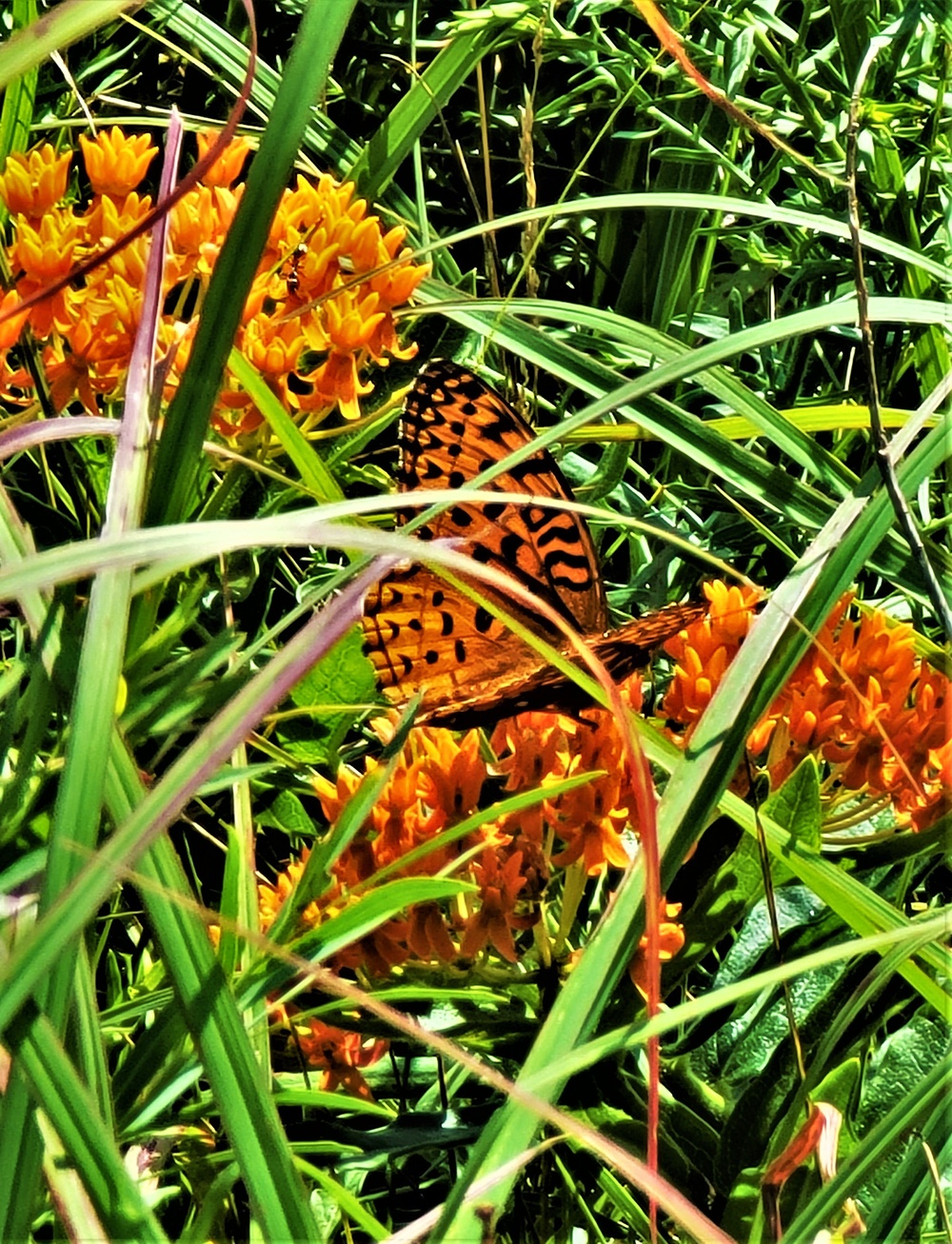 Fort McCoy supports special butterfly field day for natural resources group