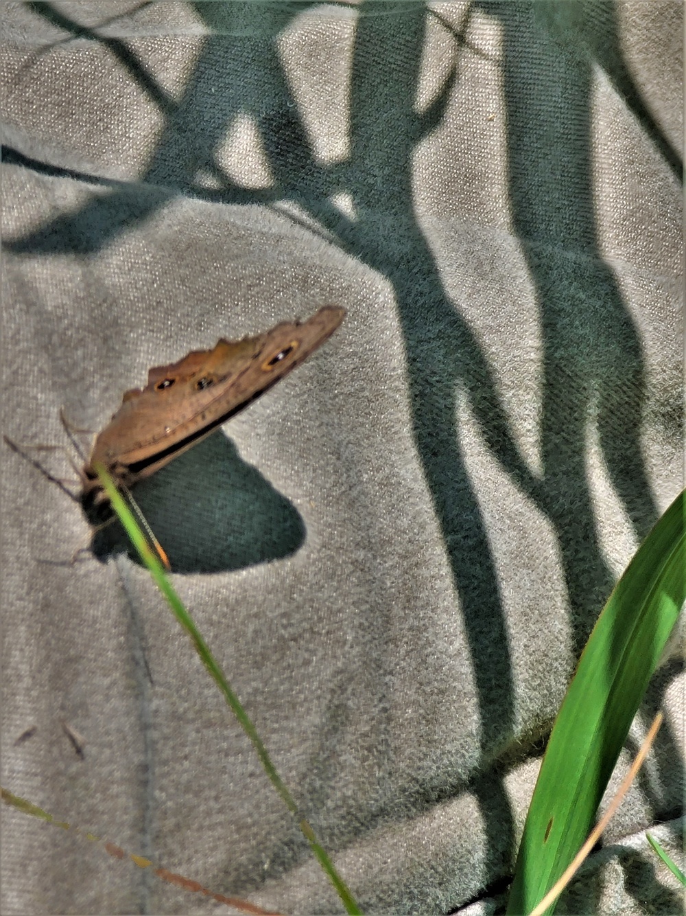 Fort McCoy supports special butterfly field day for natural resources group