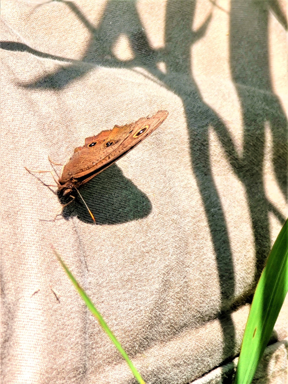 Fort McCoy supports special butterfly field day for natural resources group