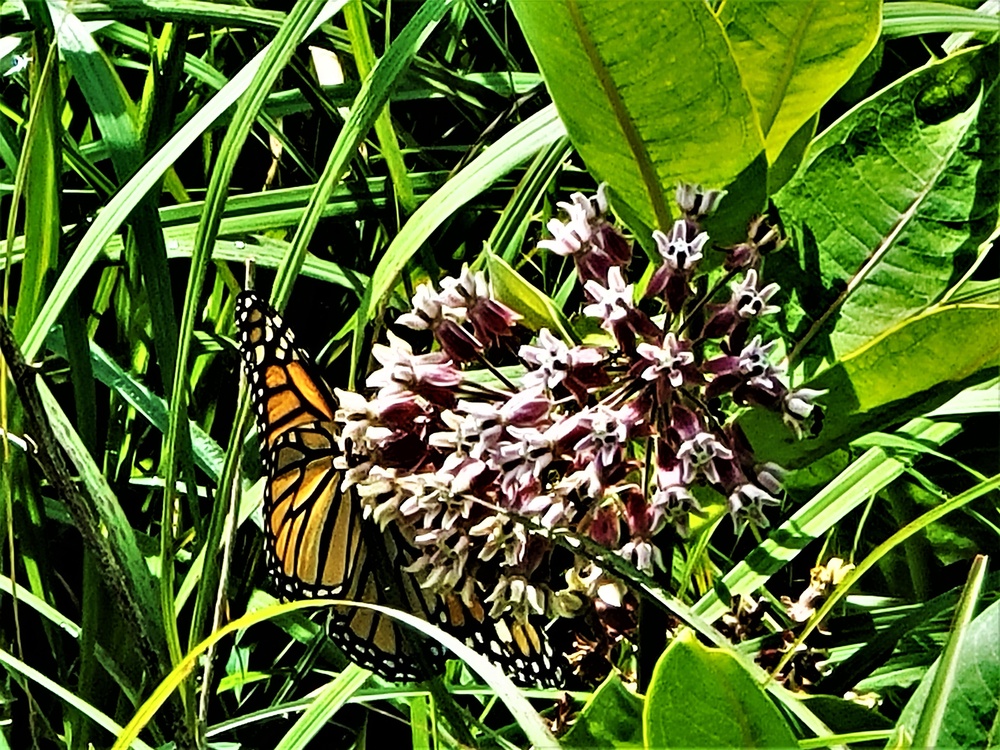 Fort McCoy supports special butterfly field day for natural resources group