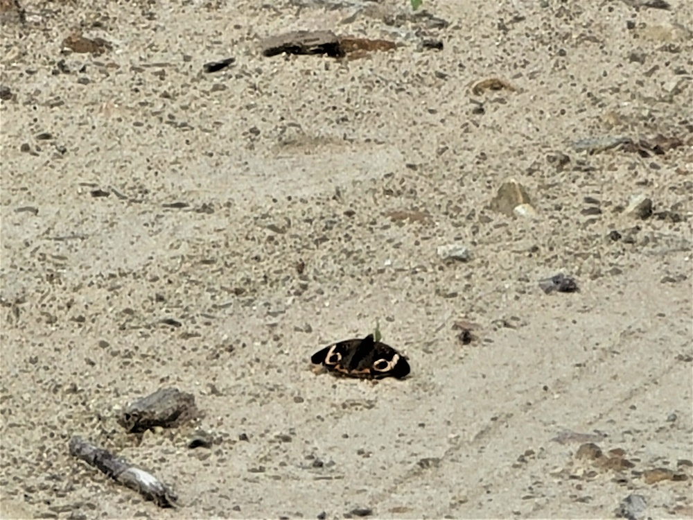 Fort McCoy supports special butterfly field day for natural resources group