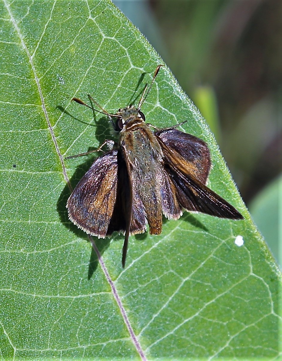 Fort McCoy supports special butterfly field day for natural resources group