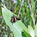 Fort McCoy supports special butterfly field day for natural resources group