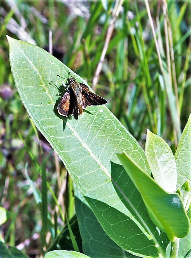 Fort McCoy supports special butterfly field day for natural resources group