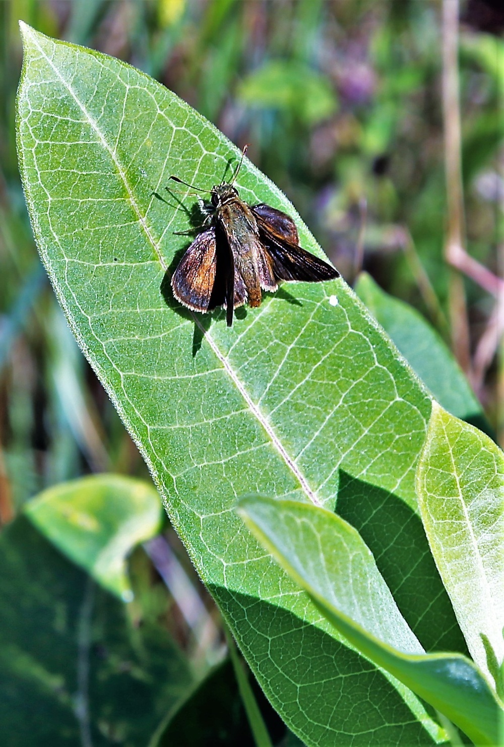 Fort McCoy supports special butterfly field day for natural resources group