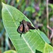 Fort McCoy supports special butterfly field day for natural resources group