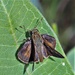 Fort McCoy supports special butterfly field day for natural resources group