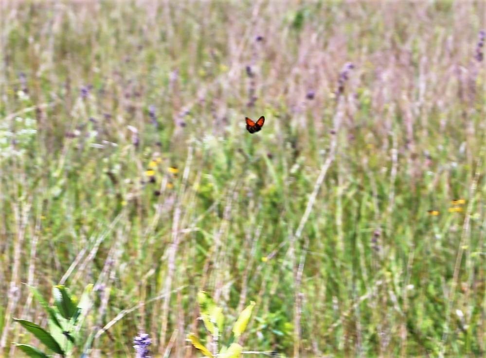 Fort McCoy supports special butterfly field day for natural resources group