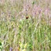 Fort McCoy supports special butterfly field day for natural resources group