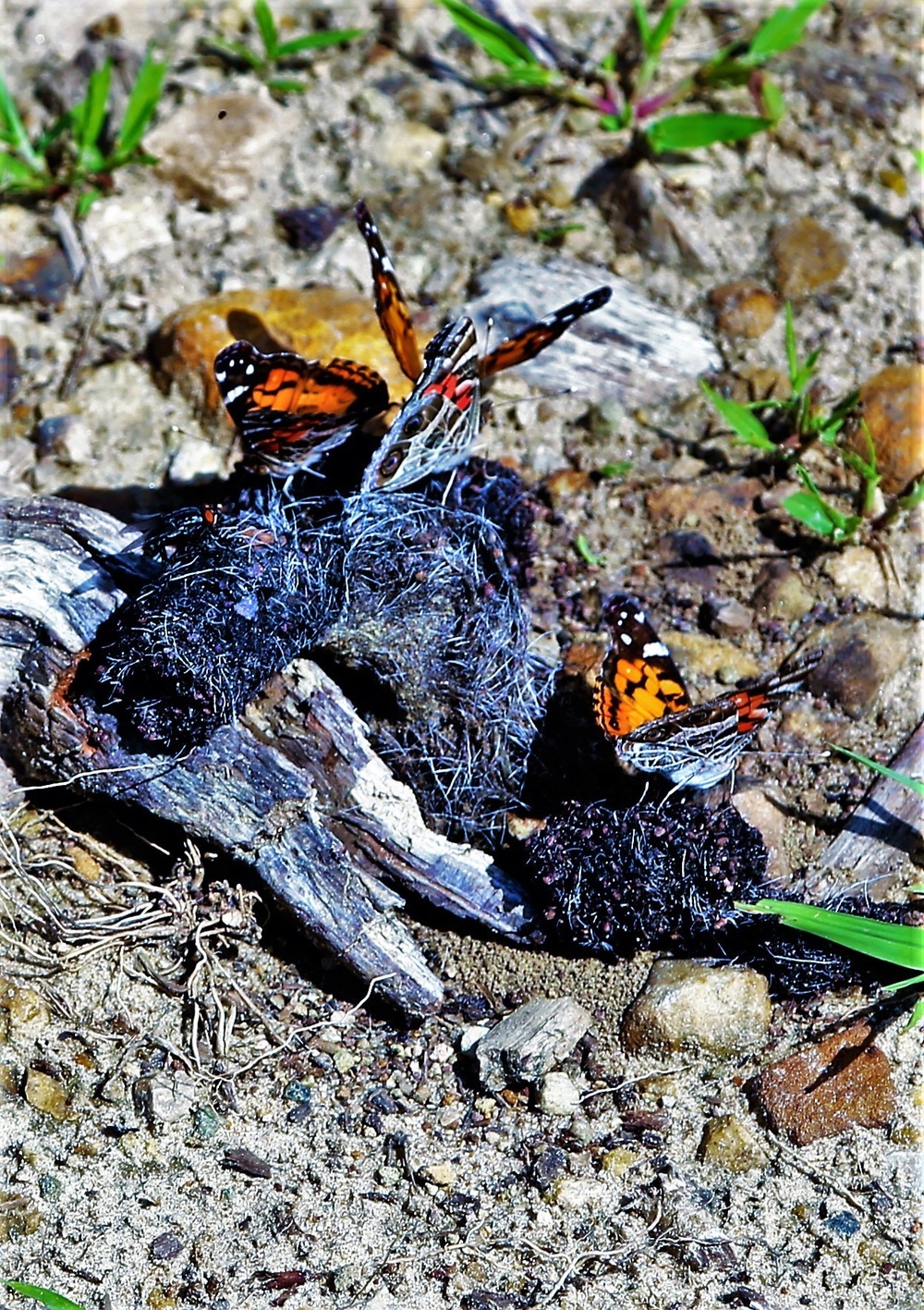 Fort McCoy supports special butterfly field day for natural resources group