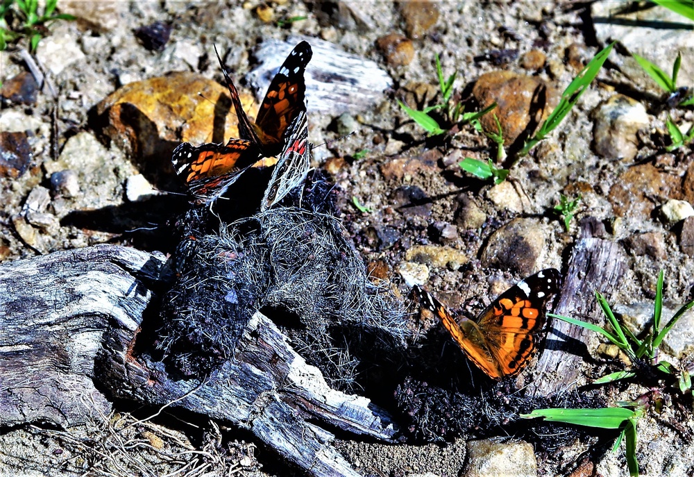 Fort McCoy supports special butterfly field day for natural resources group