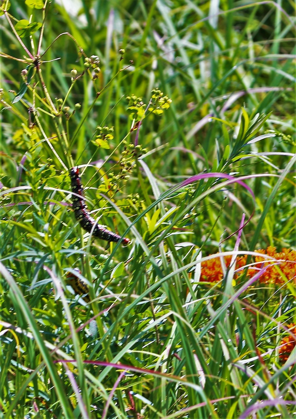 Fort McCoy supports special butterfly field day for natural resources group