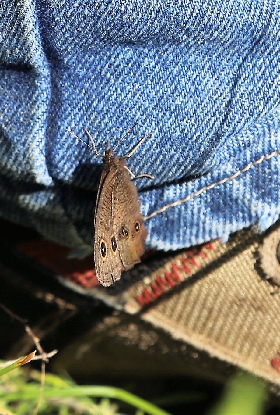 Fort McCoy supports special butterfly field day for natural resources group