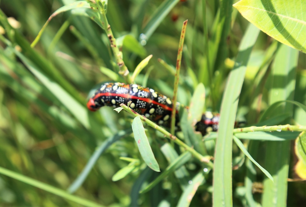 Fort McCoy supports special butterfly field day for natural resources group