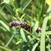 Fort McCoy supports special butterfly field day for natural resources group