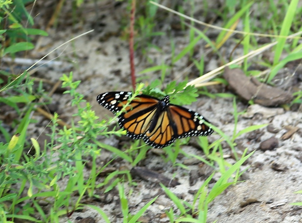 Fort McCoy supports special butterfly field day for natural resources group