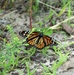 Fort McCoy supports special butterfly field day for natural resources group