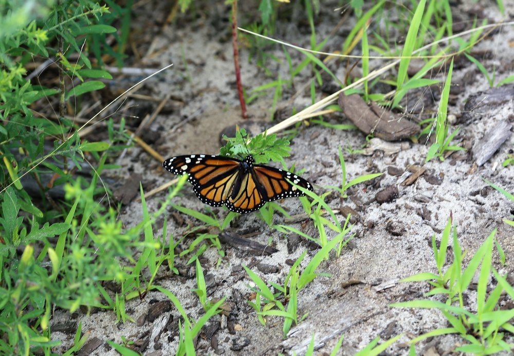 Fort McCoy supports special butterfly field day for natural resources group