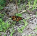 Fort McCoy supports special butterfly field day for natural resources group