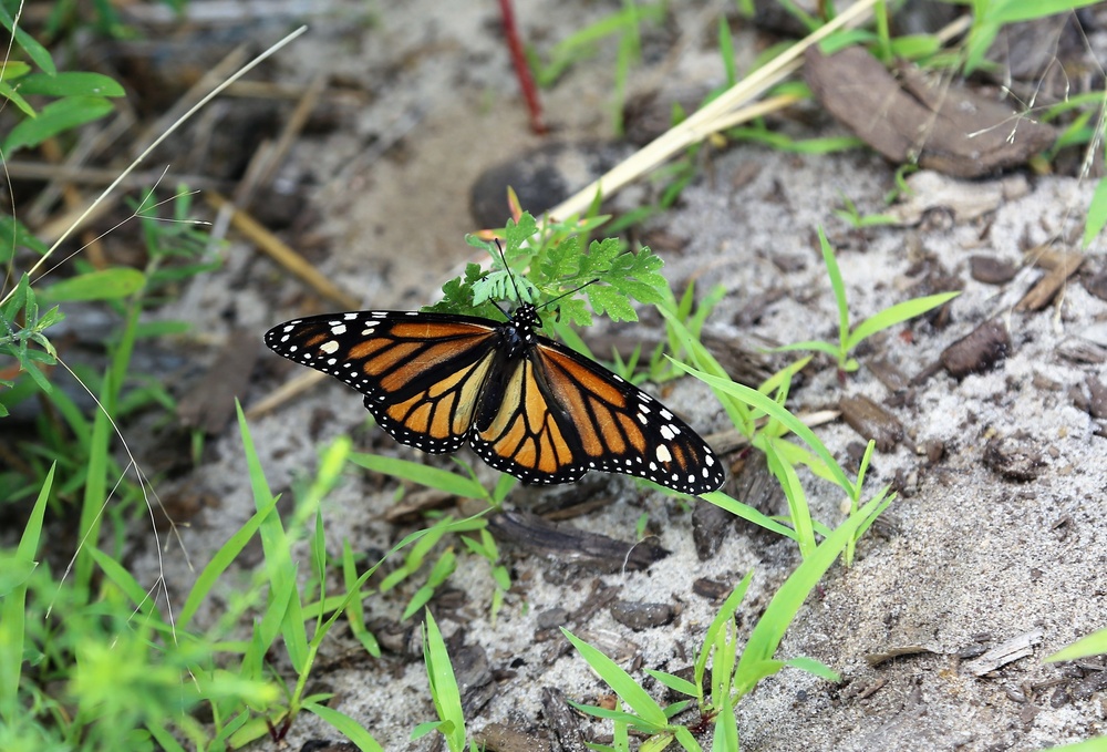 Fort McCoy supports special butterfly field day for natural resources group