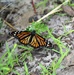 Fort McCoy supports special butterfly field day for natural resources group